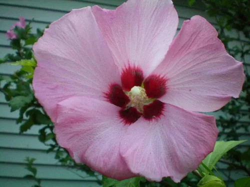 Vista 3 de Rosa Oscuro de Sharon Hibiscus Syriacus Flor Arbusto Jocad (50 semillas)