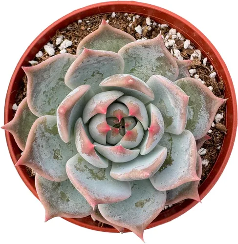Vista 3 de Plantas suculentas vivas (Cotyledon Orbiculata cv. Long Leaf Variegated), suculentas en maceta de fácil cuidado, aproximadamente 4" de diámetro x 4