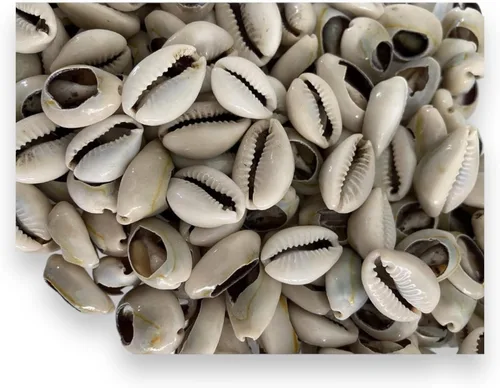 Vista 3 de 21 Conchas Orula Cowrie abiertas, Caracoles Abiertos – Herramienta de adivinación para prácticas de Santería y Yoruba