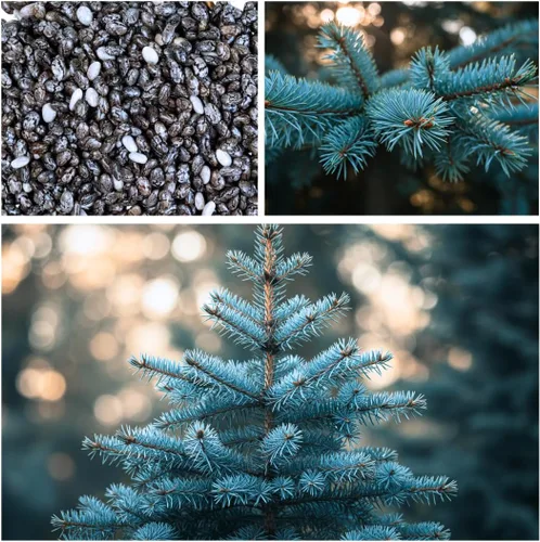Vista 5 de 100 semillas de abeto azul para plantar Abeto azul de Colorado, Picea pungens glauca Árboles atractivos para privacidad o paisajismo