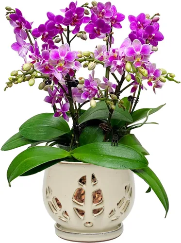Vista 10 de W&W Maceta de orquídeas con agujeros y platillo para trasplantar, azul, 6.5 pulgadas