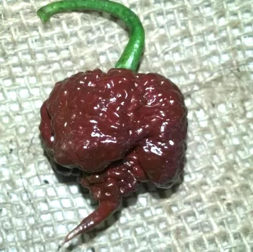 Vista 2 de 100 piezas de chocolate Carolina Reaper semillas de chile picante semillas de pimiento picante reliquia