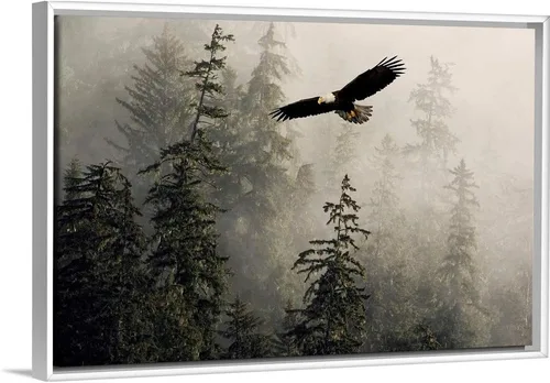 Vista 12 de CANVAS ON DEMAND Lienzo decorativo para pared, diseño de águila calva volando a través de brumoso Tongass Nat Forest Southeast Alaska por John Hyde