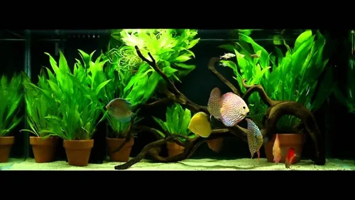 Vista 8 de Marcus Fish Tanks - 3X Espada Amazónica Echinodorus Bleheri Plantas Vivas Fáciles para Acuario de Peces de Agua Dulce