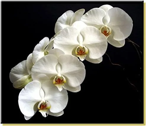 Vista 3 de rePotme Mezcla de orquídeas multiusos - Valor - (bolsa resellable de 4 cuartos de galón)