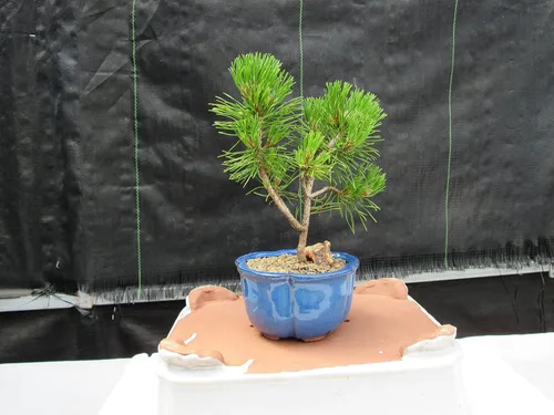 Vista 7 de Árbol bonsái de pino Mugo - Pequeño
