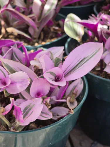 Vista 5 de Pink Wandering Jew Set of 1 Tradescantia Nanouk Live Plants Rooted in 4 inch Pot