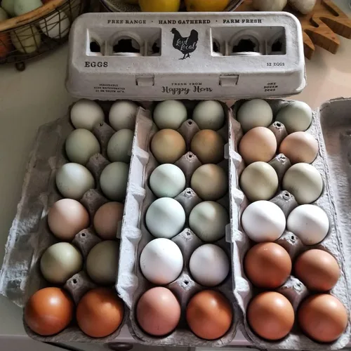 Vista 8 de Cartones de huevos impresos vintage, paquete de 90 cajas de cartón Henlay - Sostiene de forma segura una docena de huevos de pollo pequeños a XL