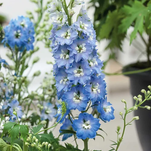 Vista 10 de Eden Brothers Semillas Delphinium - Campana Azul