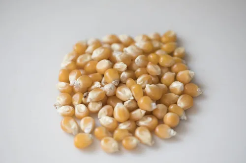 Vista 2 de Amish Country Popcorn Núcleos de hongos de 1 libra Anticuado, sin OMG y sin gluten (bolsa de 1 libra)