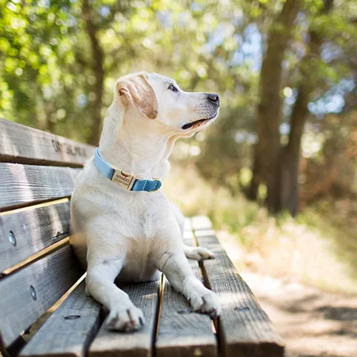 Vista 5 de Collares personalizados para cachorros, mascotas pequeñas, medianas y grandes con nombre y número de teléfono grabados (S, azul)