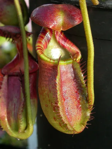 Vista 6 de Planta de jarra carnívora, planta de inicio vivo en una maceta de 2 pulgadas, Nepenthes St Gaya, hermosas plantas carnívoras tropicales de fácil