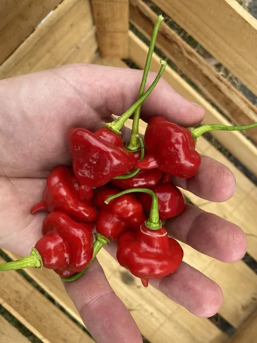 Vista 2 de Aji Cachucha Red Sweet Pepper Semillas prémium para plantar paquete