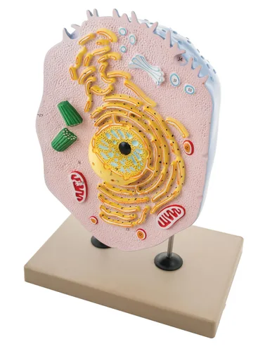 Vista 3 de Eisco Labs Animal Cell Modelo, pintado a mano