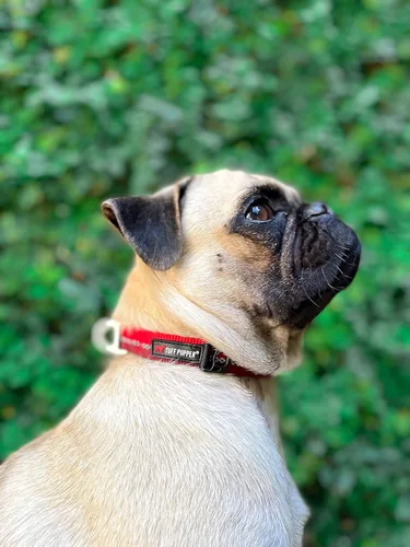 Vista 9 de Tuff Pupper Collar de perro resistente Collar resistente para perros Collares reflectantes con clip de correa de aluminio en D Accesorio