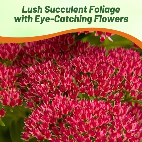 Vista 6 de Outsidepride Summer Glory Semillas Sedum - 1000 semillas perennes de cobertura del suelo para plantar, plantas suculentas resistentes al frío