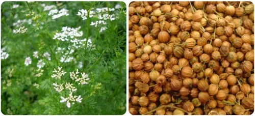 Vista 3 de Cilantro (perejil chino Dhania) Vegetal sin OMG para plantar 500 semillas