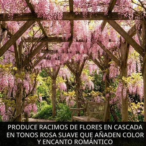 Vista 2 de 5 semillas de árbol bonsái de glicina rosa para plantar, Wisteria Floribunda, semillas de bonsái para plantar, semillas de árbol en flor, enredadera
