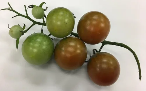 Vista 2 de Paquete de semillas prémium de tomate de moras marrones para plantar