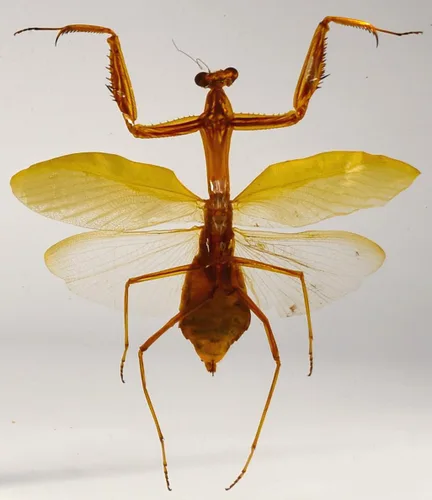 Vista 25 de 44mm Hormiga gigante tropical real en resina de lucita transparente cristalina, espécimen preservado Pseudoneoponera Rufipes, taxidermia