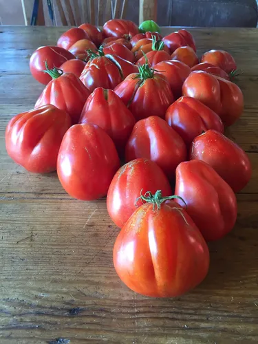 Vista 3 de Semillas Trufa Roja Tomate Japonés Indeterminado No GMO Heirloom