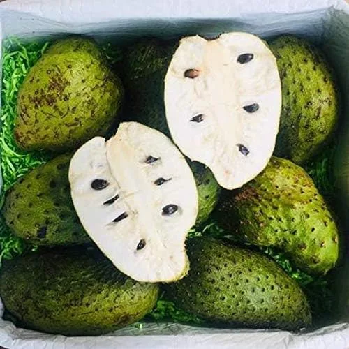 Vista 3 de Planta de guanábana bien arraigada totalmente cultivada, planta Annona Muricata, planta frutal de árbol vivo de guanábana guanábana, planta