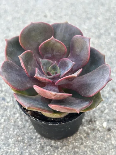 Vista 5 de Echeveria Red Robe Live Succulent Plant, 2 Inch Potted with Soil, Fully Rooted for Home and Office Decor or Gift