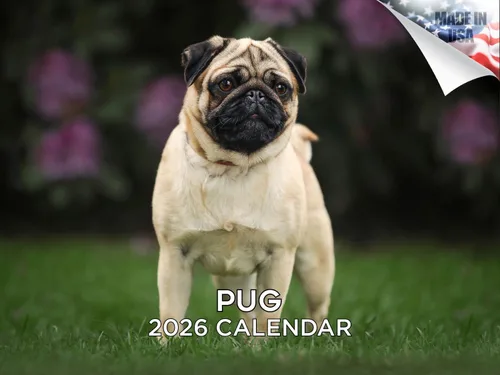 Vista 223 de Calendario de Lebrel Afgano 2025 2026, calendario mensual de pared de raza canina, 12" x 18" abierto, papel grueso sin traspaso, ideal para regalo
