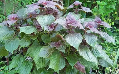 Vista 2 de 1000 Semillas de Perilla Vietnamita (Perilla Frutescens) Temporada Cálida Anual, Shiso (), Hierba asiática