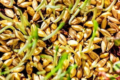 Vista 8 de 100 semillas de cerveza de cebada Hordeum Vulgare Grain Grass Cover Crop Beer Seeds * Comb S/H