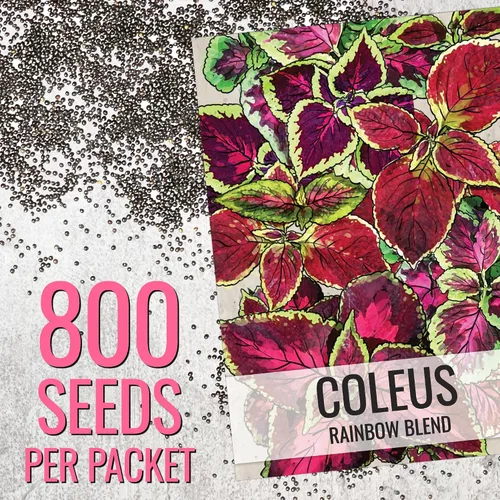 Vista 3 de Seed Needs - Semillas de cretonas, mezcla arcoíris (Coleus blumei), 2 paquetes de 800 semillas cada uno