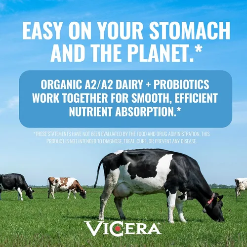 Vista 3 de VICERA A2 Polvo de Proteína, Leche de Chocolate, 25 G de Proteína por Porción, Mezcla Orgánica de A2/A2 de Suero y Caseína con Probióticos y Sal