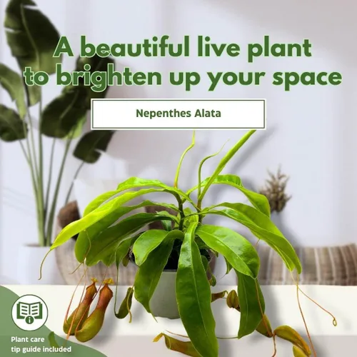 Vista 3 de BubbleBlooms Carnívora Planta Nepenthes Jarra alada 6 pulgadas HB
