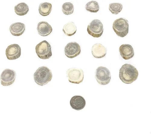 Vista 4 de Cuernas/rebanadas de cuernos de ciervo Dakota natural (manualidades, fabricación de joyas, suministros de reborde) (pequeño)