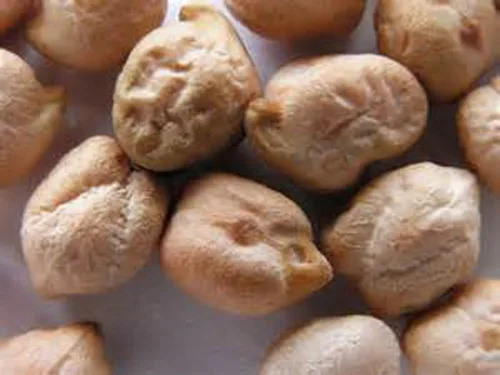 Vista 3 de Garbanzo Bean Microgreen 8 onzas de semillas de frijol GARBANZO para germinar