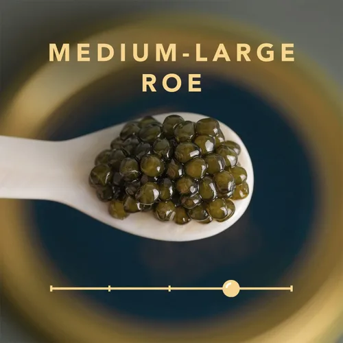 Vista 2 de STUR Royal Osetra Sturgeon Caviar – 17.6 oz / 500 gr – Ossetra Black Roe – OVERNOCHE GARANTIZADO