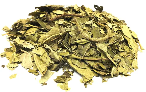 Vista 2 de Matico Tea Herbal - Hierba Matico Value Pack (3.17 oz) Piper aduncum Hierba 100% Natural Té sin cafeína
