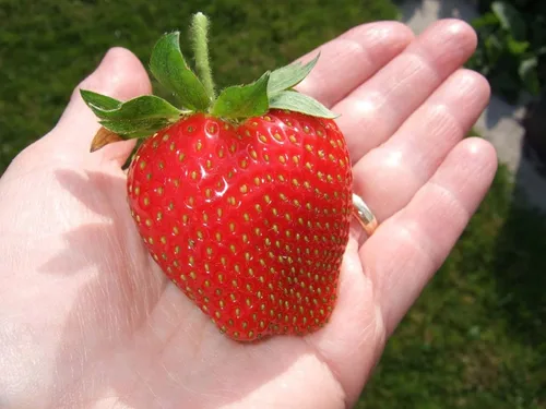 Vista 5 de Semillas Fresa Jardín Everbearing Frutas trepadoras No GMO para plantar