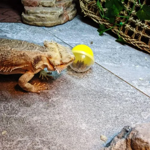 Vista 8 de 6 juguetes de alimentación de dragón barbudo, bolas interactivas de comida para lagartos, geckos y mascotas pequeñas