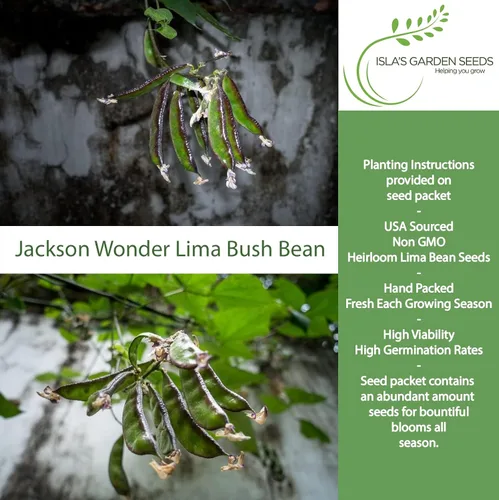 Vista 2 de Jackson Wonder - Semillas de frijol Lima Bush para plantar, más de 50 semillas de reliquia por paquete, semillas de jardín de Isla