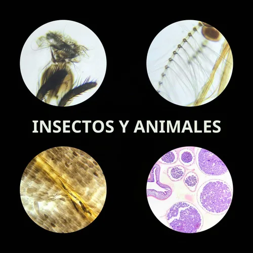 Vista 6 de 100 muestras preparadas de diapositivas del microscopio, ciencias