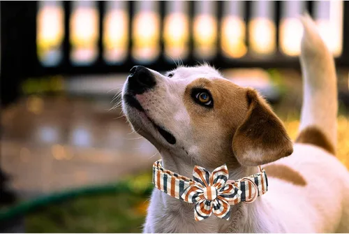 Vista 5 de Lionheart Glory - Collar de perro estampado con flor - Resistente, ajustable, protección contra caídas para cachorros XS