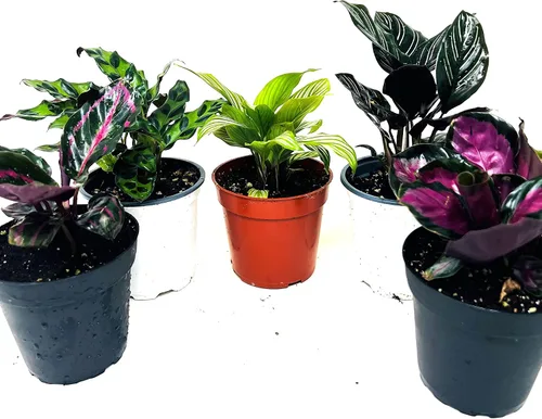Vista 3 de JM BAMBOO Calathea Fiesta de 2 Plantas Vivas 'Unique by JMBamboo