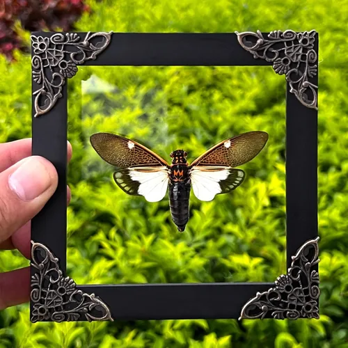 Vista 125 de 2 Real Dragonfly Specimens Shadow Box Framed Insect Display Oddities Curiosities Entomology Collection Natural History Wall Decor Gift for Nature