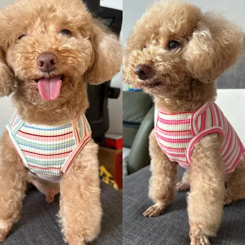 Vista 6 de Camisas para perros, chaleco de algodón a rayas, ropa elástica sin mangas para perros pequeños, paquete de 2 camisetas suaves y transpirables