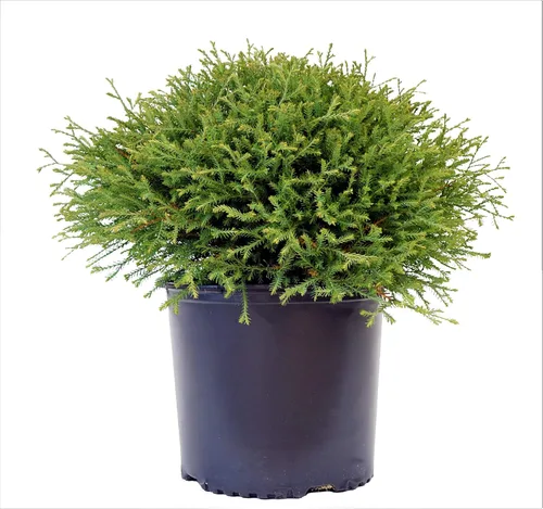 Vista 11 de Planta viva de Green Promise Farms - Thuja occidentalis, Fire Chief Globe Arborvitae #2 Contenedor de tamaño de galón Evergreen