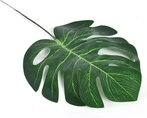 Vista 4 de Zerodeko 10pcs Jarrón de musgo plantas verdes sabrosa hiedra