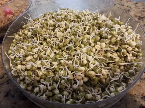 Vista 2 de Marca "COOL BEANS n SPROUTS", semillas de frijol mungo para germinar microverduras, 2 onzas, un superalimento lleno de antioxidantes y nutrientes