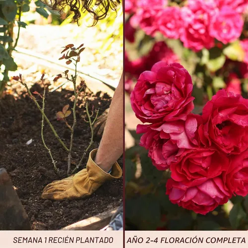 Vista 3 de Rosas trepadoras de reliquia, planta de raíz viva propia, resplandor Blaze