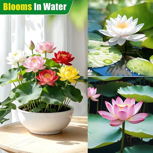 Vista 2 de Semillas de loto mixtas para plantar en agua, más de 160 semillas de plantas de flores de lirio de agua, cultiva impresionantes flores de loto